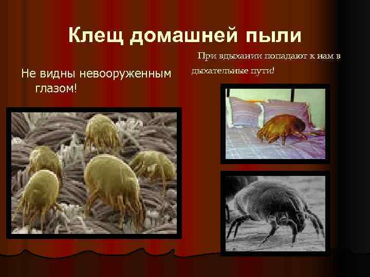 Клещ домашней пыли При вдыхании попадают к нам в Не видны невооруженным глазом! дыхательные