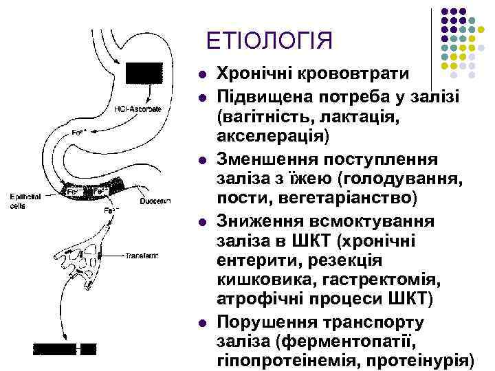 ЕТІОЛОГІЯ l l l Хронічні крововтрати Підвищена потреба у залізі (вагітність, лактація, акселерація) Зменшення