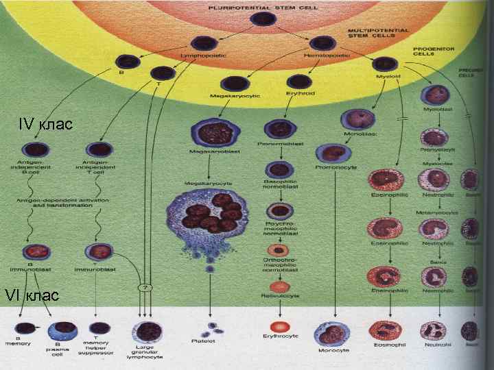 IV клас VI клас 