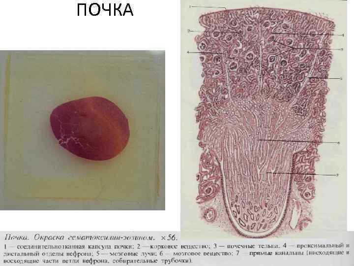 ПОЧКА 