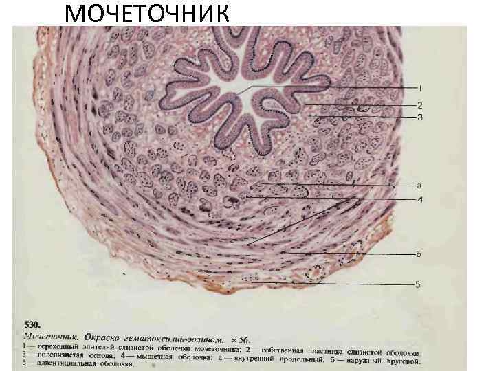 МОЧЕТОЧНИК 