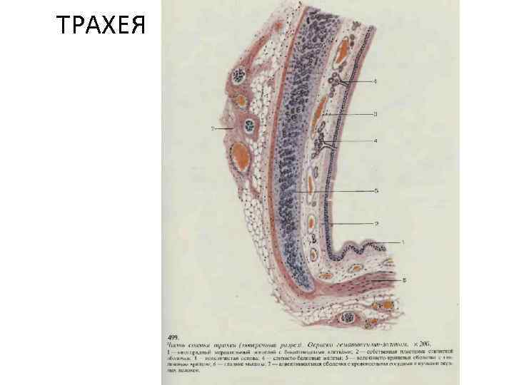 Трахея гистология препарат рисунок