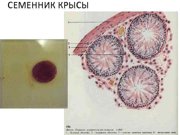 Яичко гистология рисунок