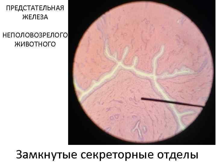 ПРЕДСТАТЕЛЬНАЯ ЖЕЛЕЗА НЕПОЛОВОЗРЕЛОГО ЖИВОТНОГО Замкнутые секреторные отделы 