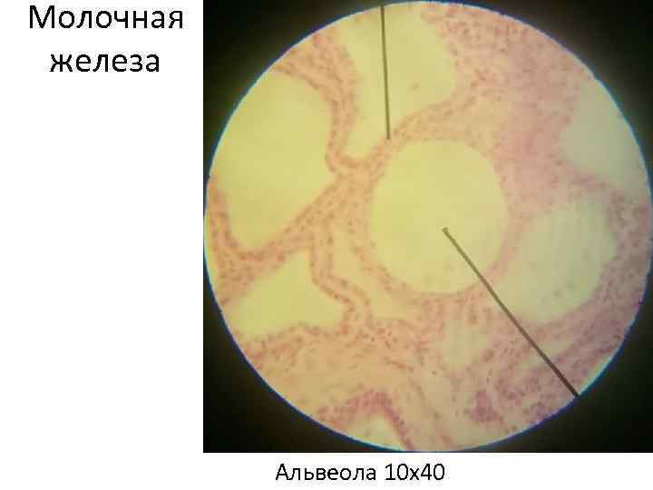Молочная железа Альвеола 10 х40 