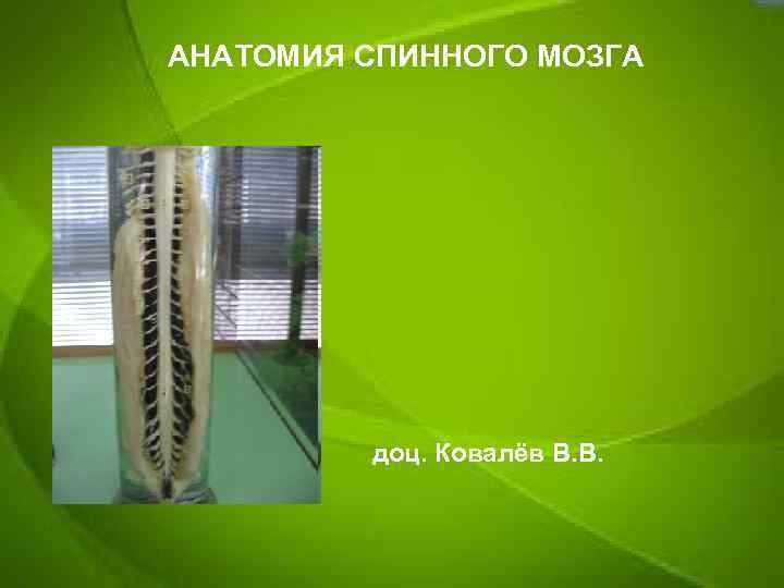 АНАТОМИЯ СПИННОГО МОЗГА доц. Ковалёв В. В. 