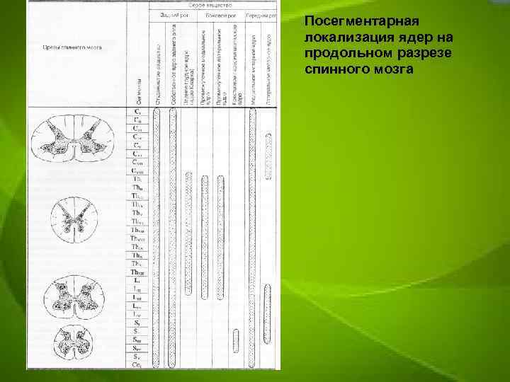 Посегментарная локализация ядер на продольном разрезе спинного мозга 