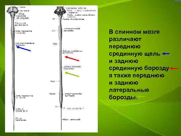В спинном мозге различают переднюю срединную щель и заднюю срединную борозду а также переднюю