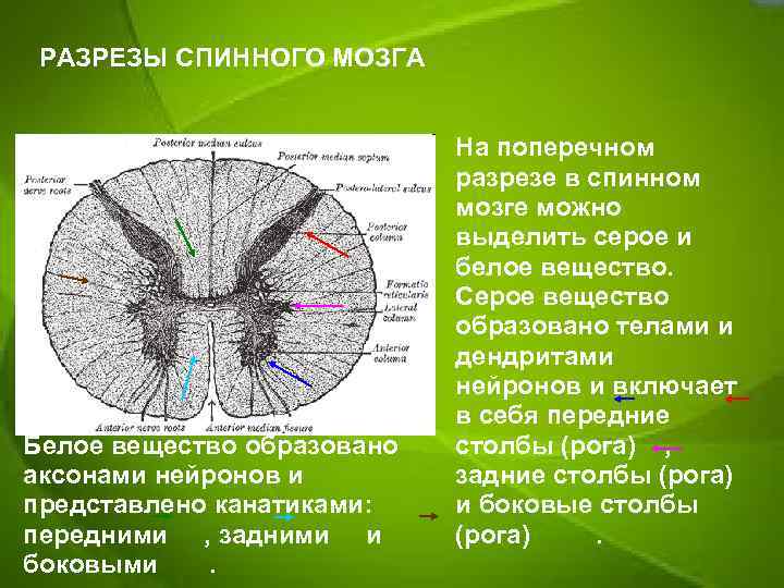 Поперечный разрез спинного мозга