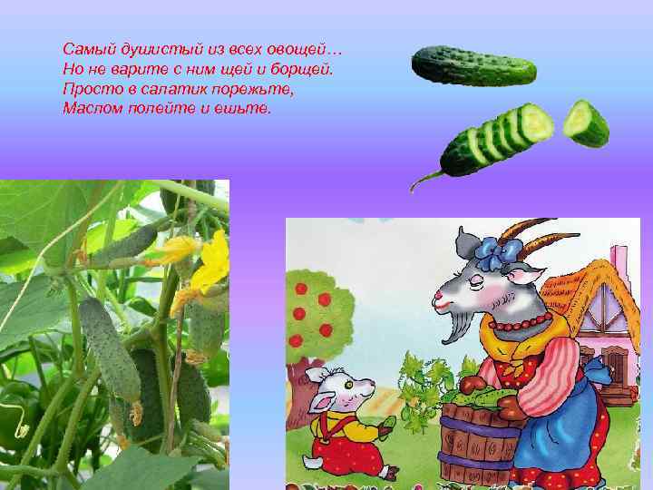 Самый душистый из всех овощей… Но не варите с ним щей и борщей. Просто