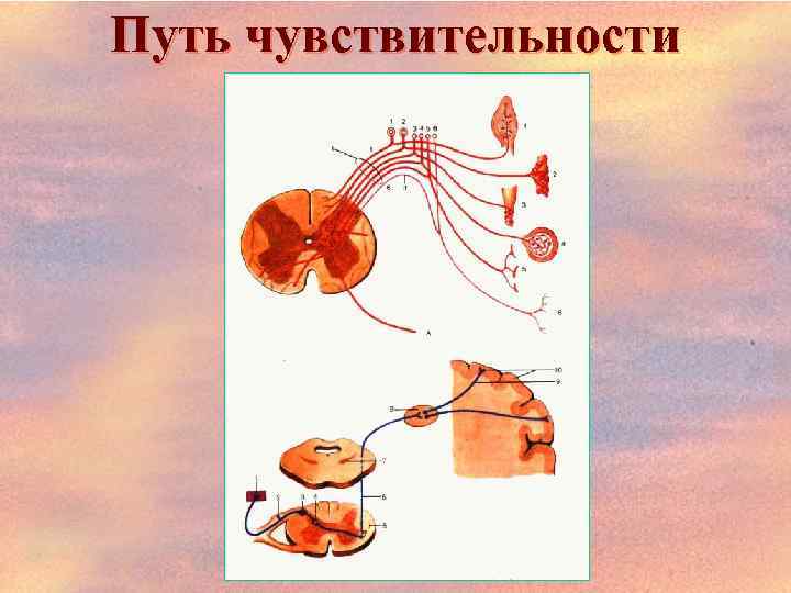 Путь чувствительности 
