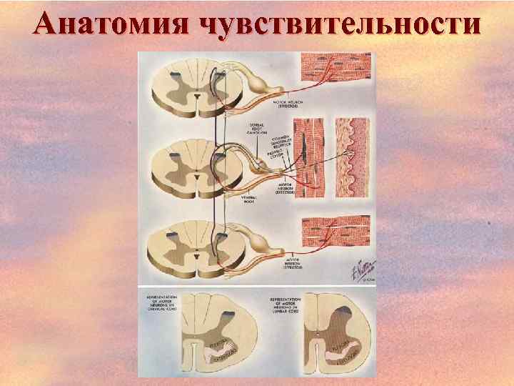 Анатомия чувствительности 
