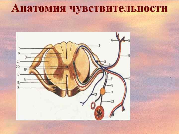 Анатомия чувствительности 