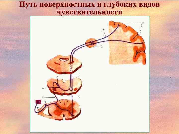 Путь поверхностных и глубоких видов чувствительности 