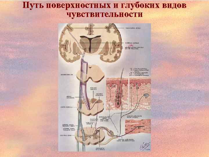 Снижение тактильной чувствительности. Путь поверхностной чувствительности схема. Поверхностная и глубокая чувствительность. Пути поверхностной и глубокой чувствительности. Проводящие пути поверхностных и глубоких видов чувствительности.