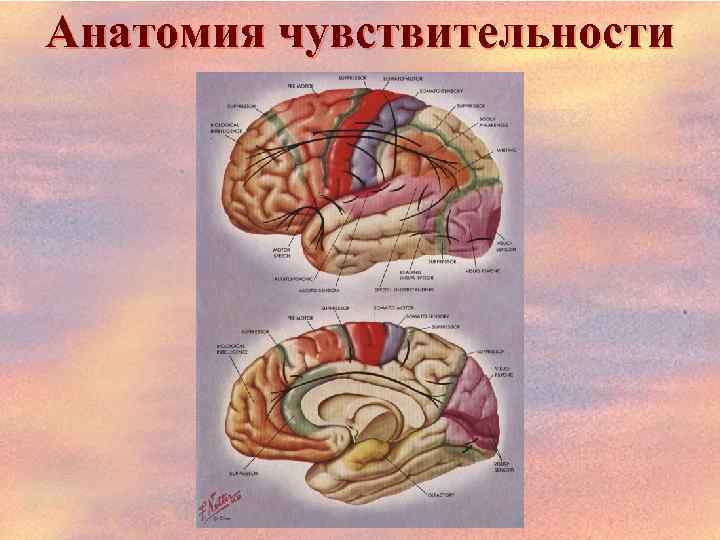 Анатомия чувствительности 
