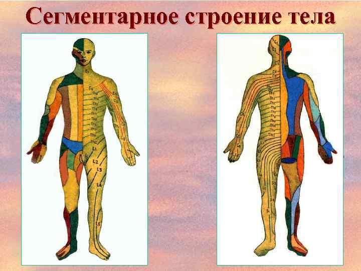 Сегментарное строение тела 