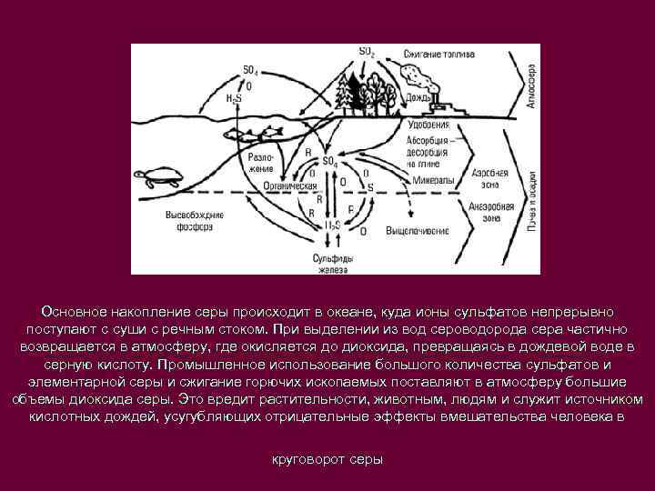 Круговорот серы презентация