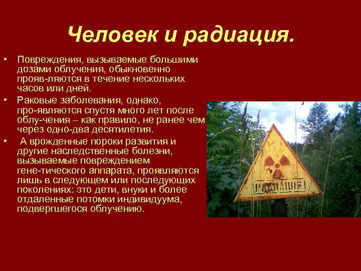 Человек и радиация. • Повреждения, вызываемые большими дозами облучения, обыкновенно прояв ляются в течение