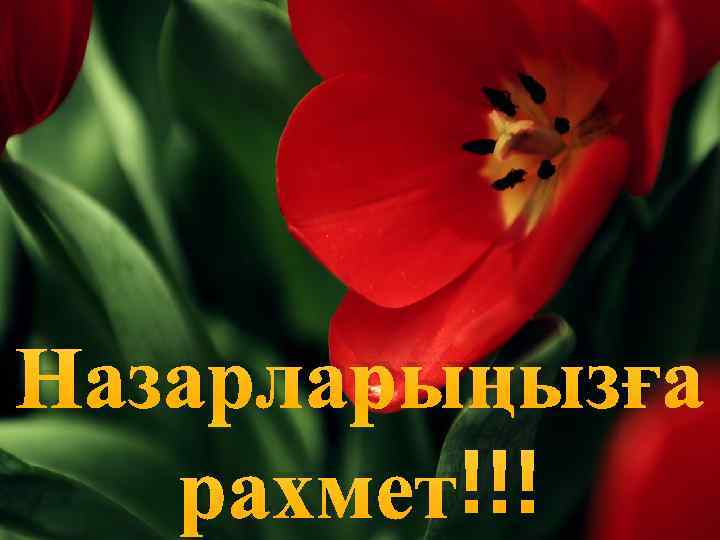 Назарларыңызға рахмет!!! 