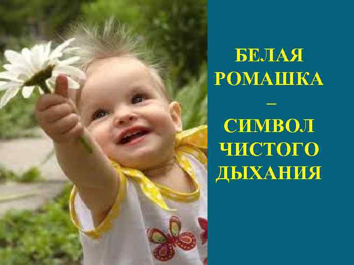 БЕЛАЯ РОМАШКА – СИМВОЛ ЧИСТОГО ДЫХАНИЯ 