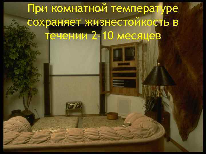 При комнатной температуре сохраняет жизнестойкость в течении 2 -10 месяцев 