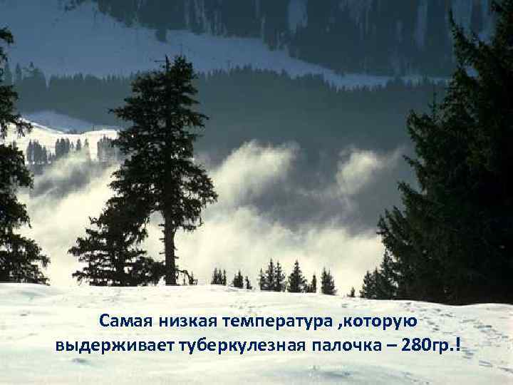 Самая низкая температура , которую выдерживает туберкулезная палочка – 280 гр. ! 
