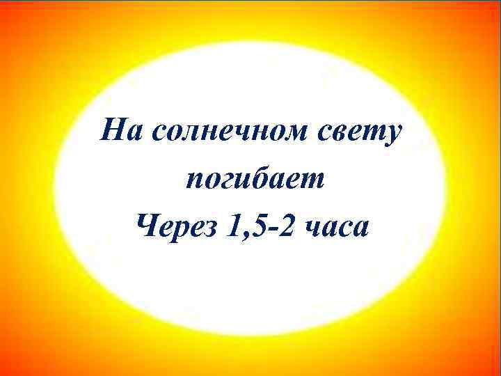 На солнечном свету погибает Через 1, 5 -2 часа 