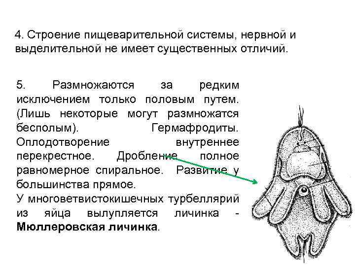 Характерной особенностью строения