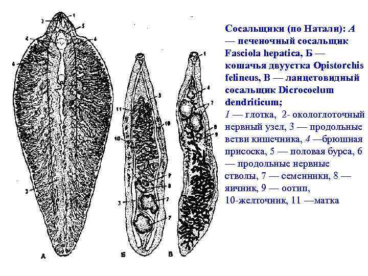 Марита Fasciola hepatica строение. Печеночная двуустка строение. Фасциола печеночная строение. Ланцетовидная двуустка строение. Сосальщик какой тип