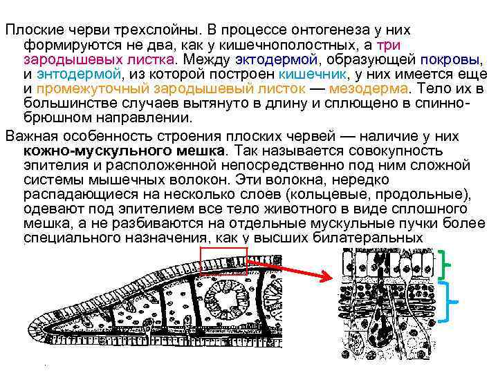 Какие черты строения характерны для круглых червей