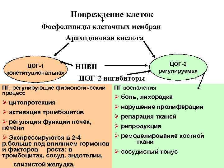 Повреждение клеток Фосфолипиды клеточных мембран Арахидоновая кислота ЦОГ-1 конституциональная ЦОГ-2 регулируемая НПВП ЦОГ-2 ингибиторы
