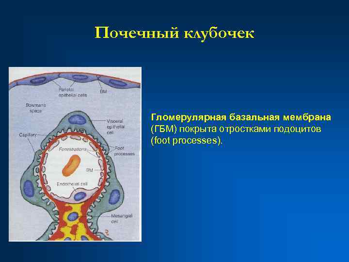 Почечный клубочек. Базальная мембрана клубочка почки. Гломерулярная мембрана. Гломерулярная фильтрационная мембрана. Гломерулярная базальная мембрана.