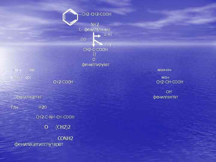 CH 2 -COOH NH 2 L- фенилаланин α-КГ ПФ Глу CH 2 -C-COOH O
