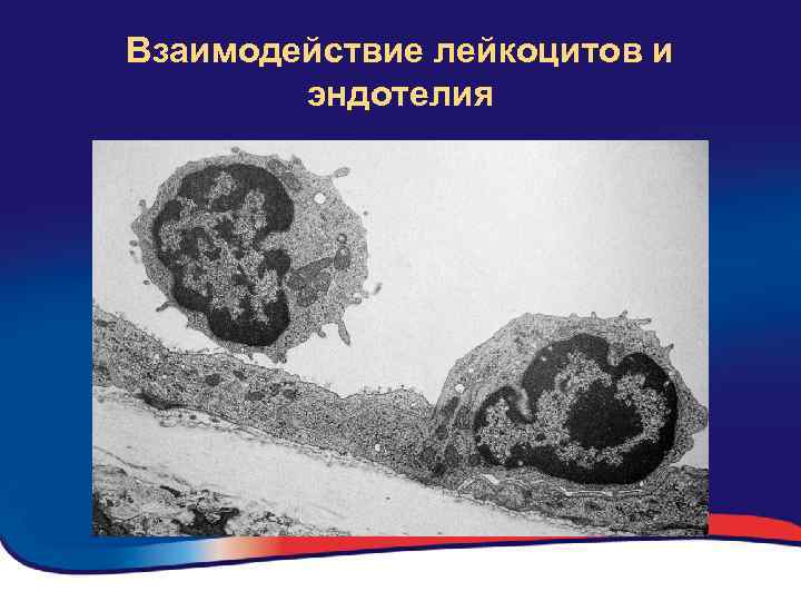Взаимодействие лейкоцитов и эндотелия 
