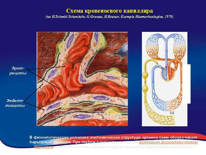 Схема кровеносного капилляра (по H. Schmid-Schonbein, G. Grunau, H. Brauer. Exempla Haemorheologica, 1978) Эритроциты