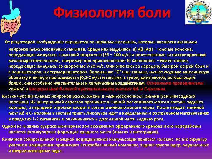 Физиология боли От рецепторов возбуждение передается по нервным волокнам, которые являются аксонами нейронов межпозвонковых