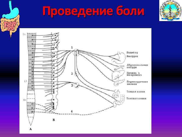 Проведение боли 