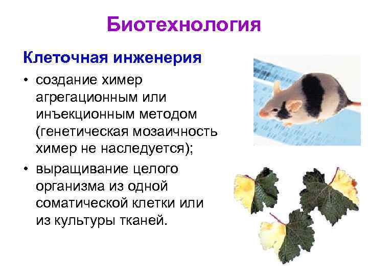Биотехнология Клеточная инженерия • создание химер агрегационным или инъекционным методом (генетическая мозаичность химер не