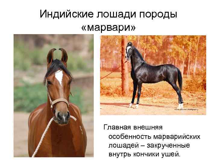 Индийские лошади породы «марвари» Главная внешняя особенность марварийских лошадей – закрученные внутрь кончики ушей.