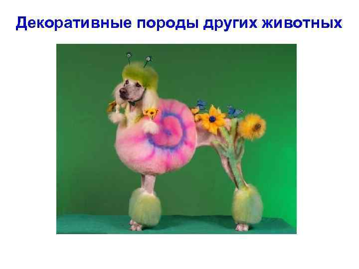 Декоративные породы других животных 