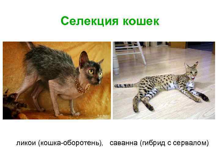Селекция кошек ликои (кошка-оборотень), саванна (гибрид с сервалом) 