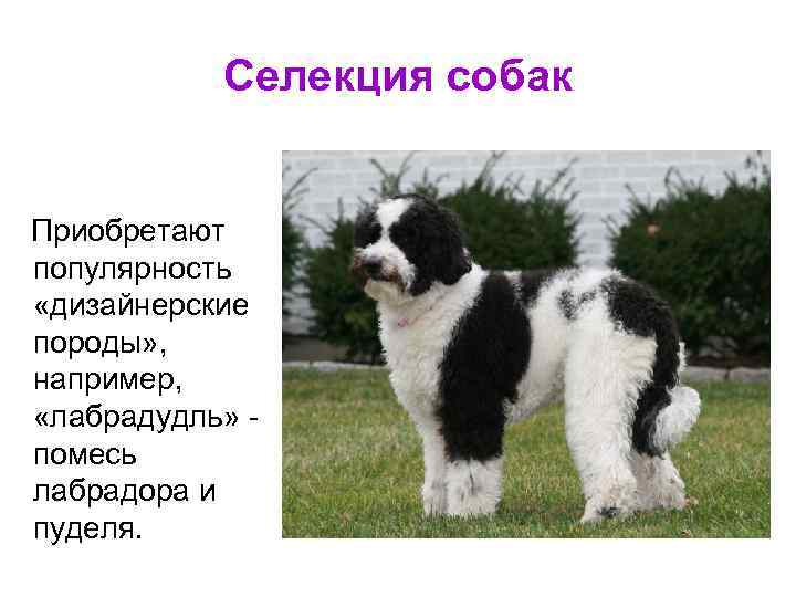 Селекция собак Приобретают популярность «дизайнерские породы» , например, «лабрадудль» помесь лабрадора и пуделя. 