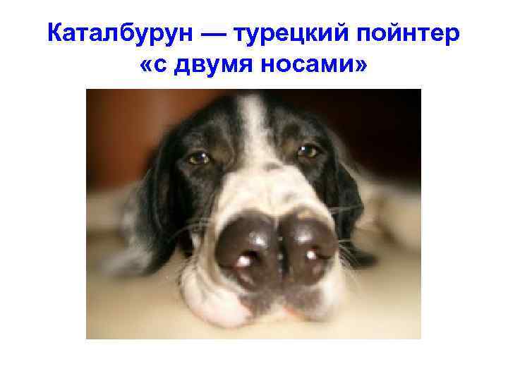 Каталбурун — турецкий пойнтер «с двумя носами» 