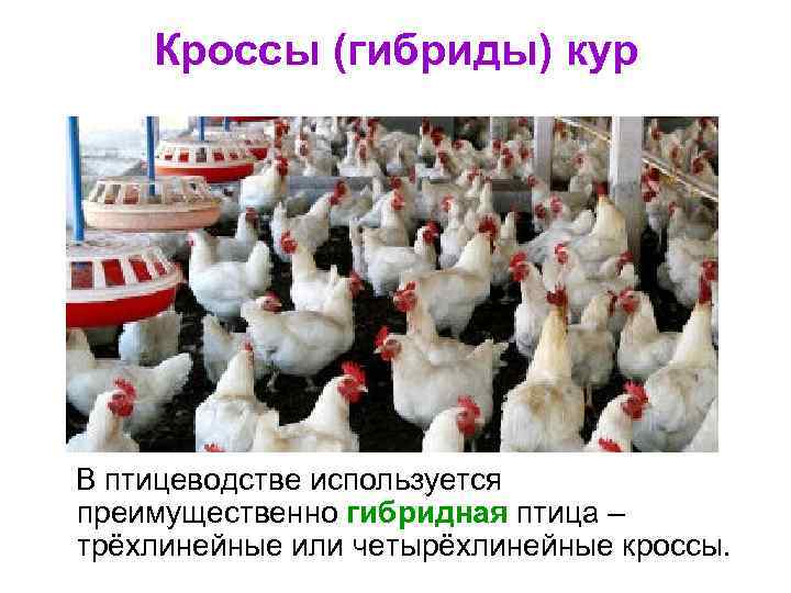 Кроссы (гибриды) кур В птицеводстве используется преимущественно гибридная птица – трёхлинейные или четырёхлинейные кроссы.