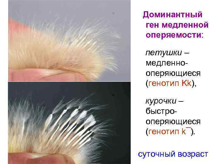 Доминантный ген медленной оперяемости: петушки – медленнооперяющиеся (генотип Kk), курочки – быстрооперяющиеся (генотип k¯).