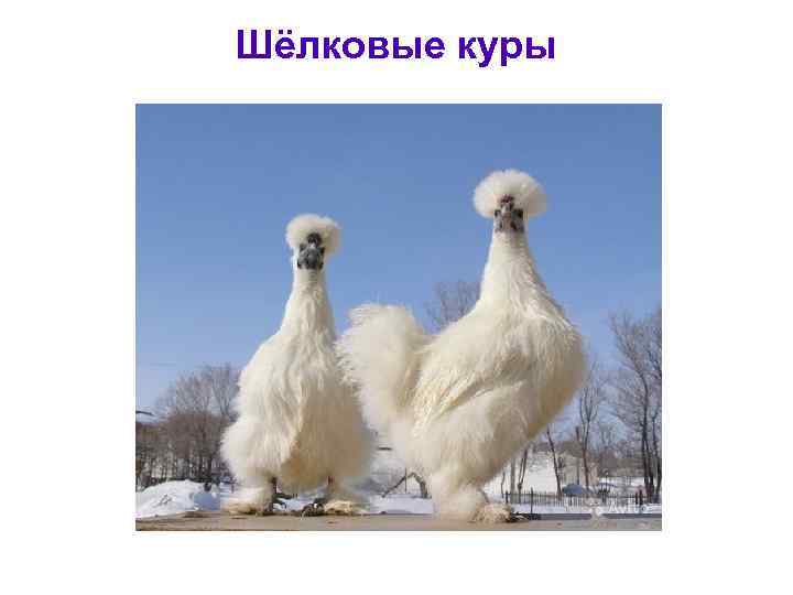 Шёлковые куры 