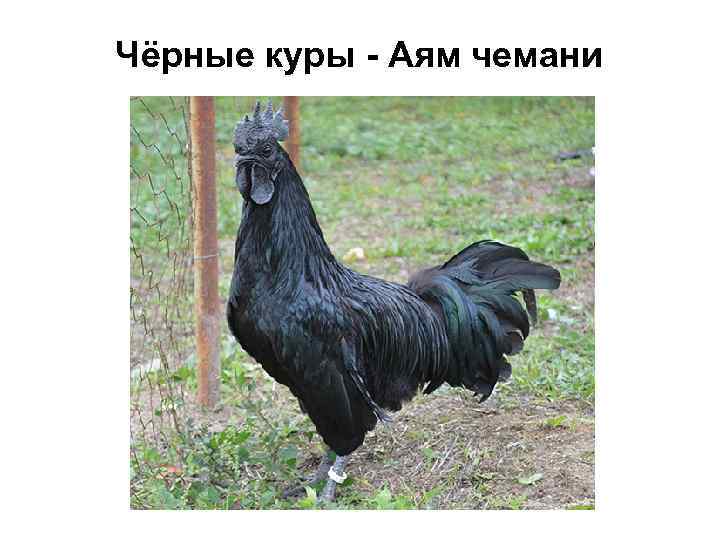 Чёрные куры - Аям чемани 