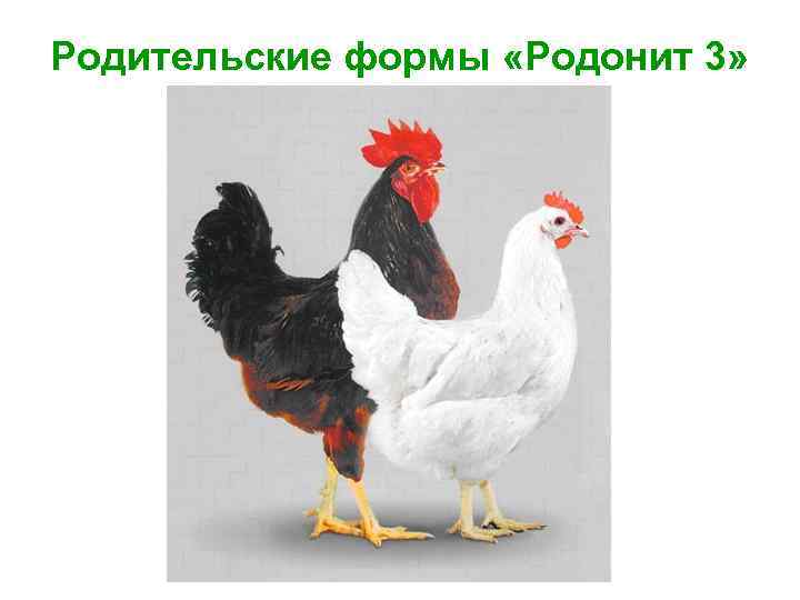 Родительские формы «Родонит 3» 