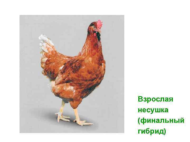 Взрослая несушка (финальный гибрид) 